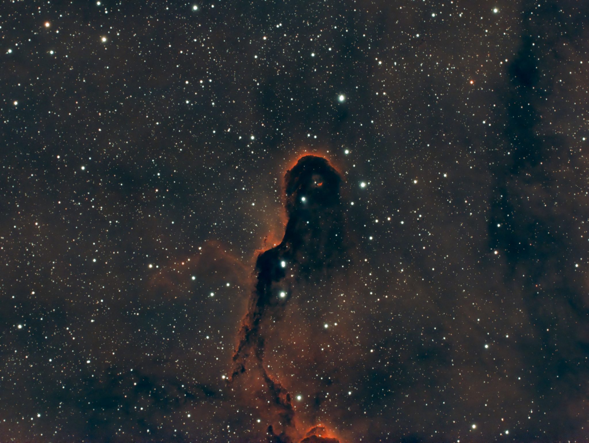 elephant nebula